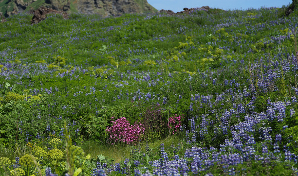 Meadow of lupins, angelica and red campion.