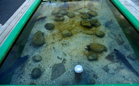 Touch tank in harbour