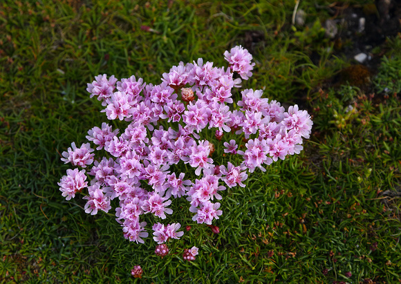 Sea Thrift bunch, Tormore, Tory