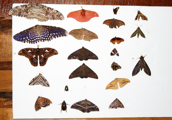Moth collection at Mirador de Quetzales