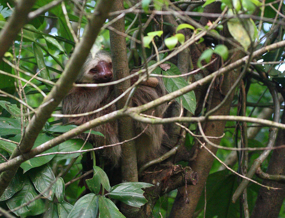 Two-toed Sloth, La Selva Reserve