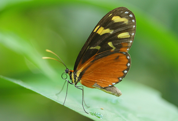 Butterfly, Heliconius sp., Selva Verde Lodge