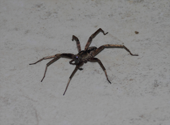 Large wolf spider in our room, Villa Lapas