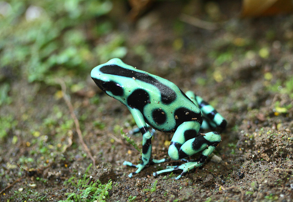 Black and Green Dart Frog, Selva Verde Lodge