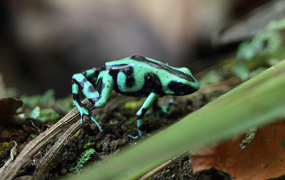 Black and Green Dart Frog, Selva Verde Lodge
