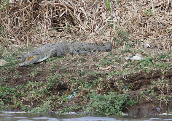 American Crocodile, Tarcoles River