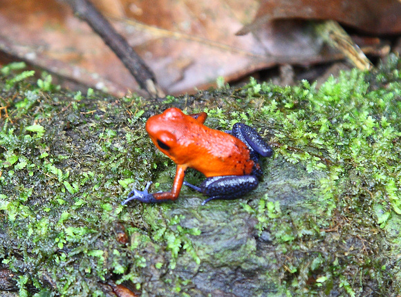 Bluejeans Dart Frog, La Selva Reserve