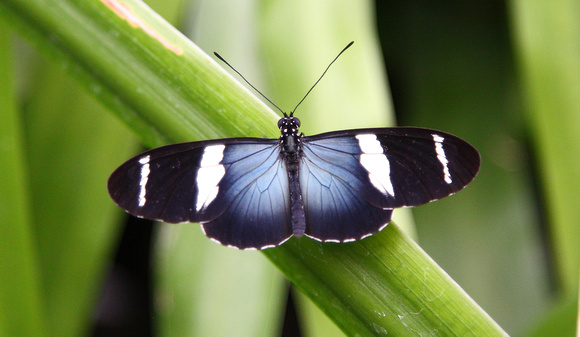 Butterfly, Heliconius sp., La Paz Waterfall Gardens