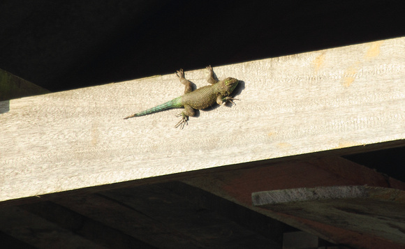 a green-tailed gecko, Savegre, San Geraldo de Dota