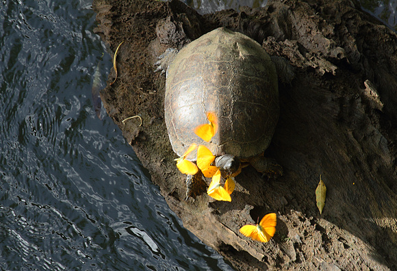 River Turtle with yellow butterflies