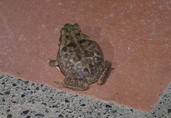 Cane toad, Bufo marinus, Villa Lapas