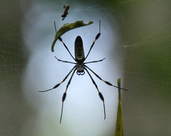 Golden Orb-spider, La Selva Reserve