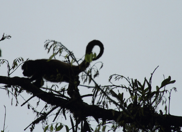 Howler Monkey, La Selva Reserve