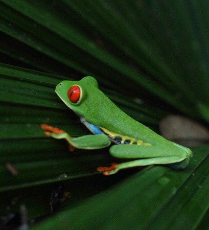 Red-eyed Treefrog, Selva Verde Lodge
