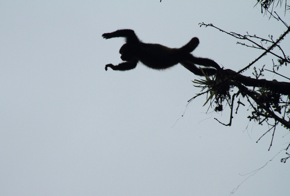 Howler Monkey jumping, La Selva Reserve