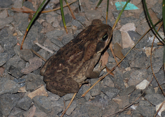 Cane Toad, Bufo marinus, Villa Lapas