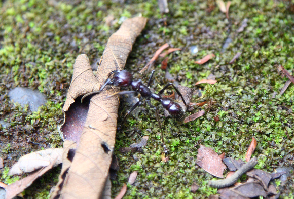 Bullet Ant, La Selva Verde