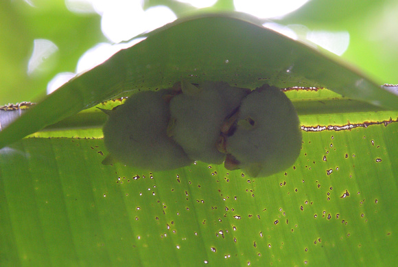 Honduran White Bat colony in Heliconia leaf, La Selva Reserve