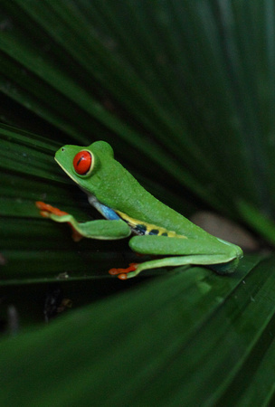 Red-eyed Treefrog, Selva Verde Lodge