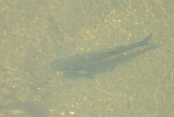Large fish, La Selva Reserve