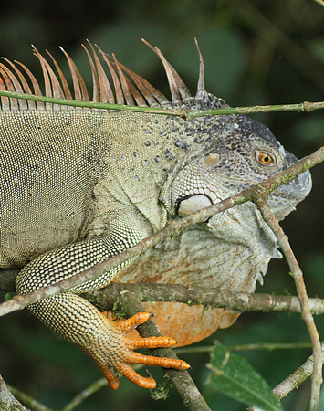 Green Iguana, La Selva Reserve