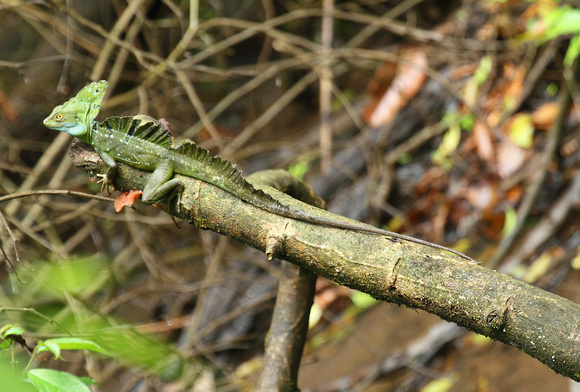 Green Basilisk, La Selva Reserve