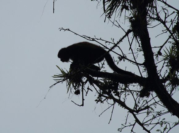 Howler Monkey preparing to jump, La Selva Reserve