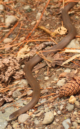 small brown snake, Arenal Volcano NP