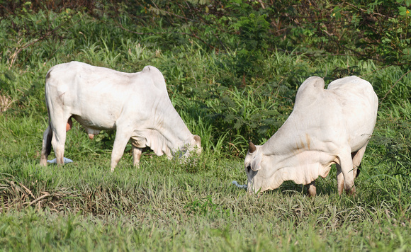 Brahmin type cattle, Tarcoles River