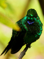 Green-crowned Brilliant, male