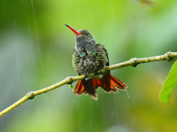 Rufous-tailed Hbird having shower