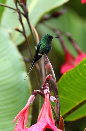 Green Thorntail, male