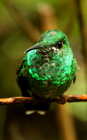Green-crowned Brilliant, female