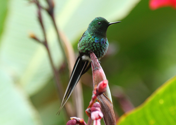 Green Thorntail, male