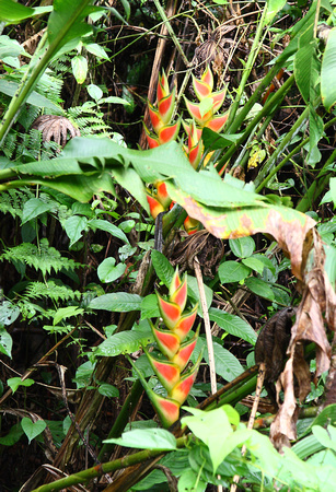 Heliconia wagneriana, La Selva Reserve