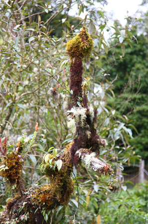 Moss and lichen encrusted branch, Mirador de Quetzales