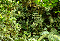 Arenal Volcano rainforest