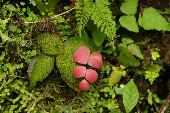 Adiantum macrophyllum, Broad-leaved Maidenhair fern (red), Arenal Volcano rainforest
