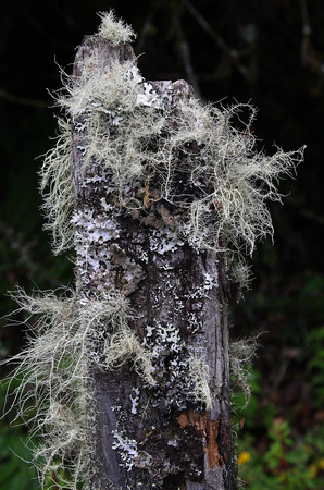 Lichens on stump, Mirador de Quetzales