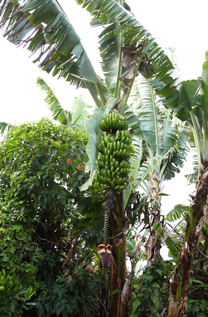 Banana tree, Hotel Bougainvillea