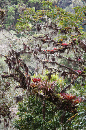 Bromeliad and lichen laden tree, Mirador de Quetzales