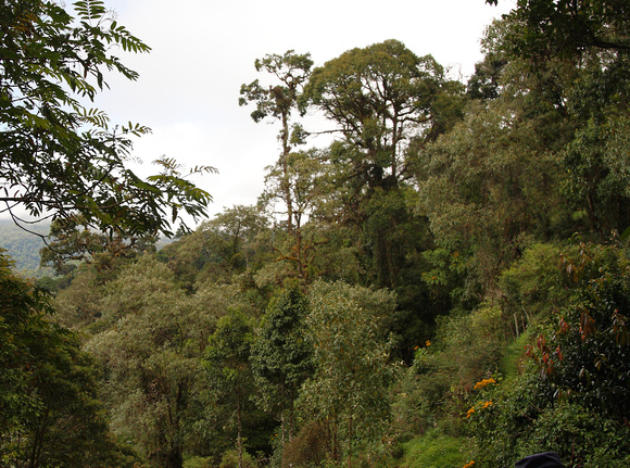 Tropical montane cloud forest, Mirador de Quetzales