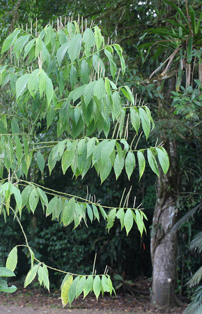 Piper auritum, La Selva