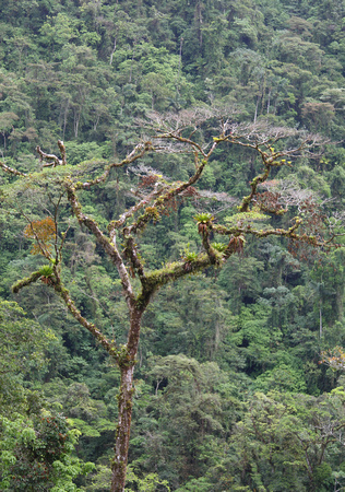 Epiphytes on tree in cloud forest