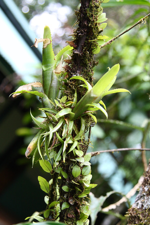 Bromeliad epiphytes, La Selva