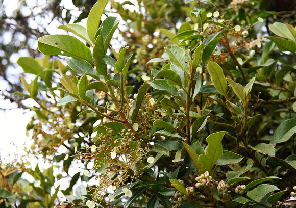 Chlorophonia food plant, Mirador de Quetzales