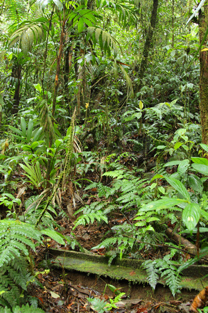 Rainforest, Braulio Carrillo NP
