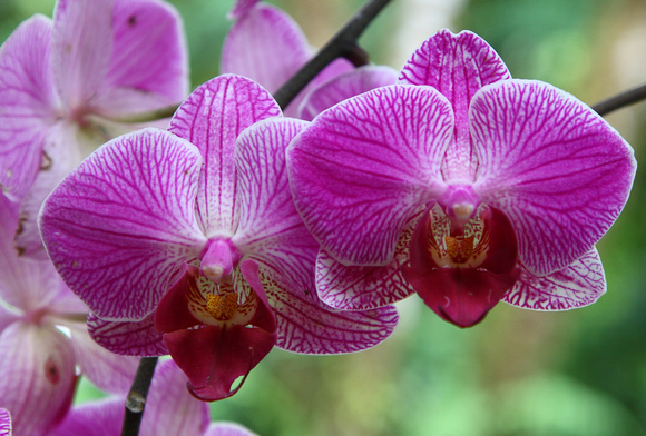 Phalaenopsis Orchid, Hotel Bougainvillea Gardens