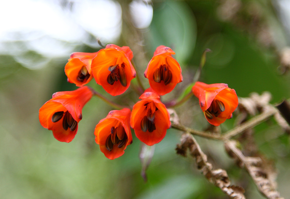 Red-flowered shrub, Mirador de Quetzales