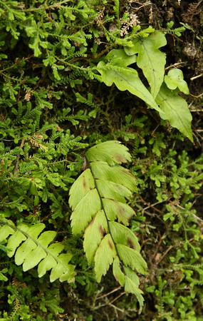 Ferns and Selaginella, Arenal Volcano rainforest